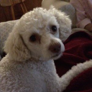 Meet your Posher, Nora